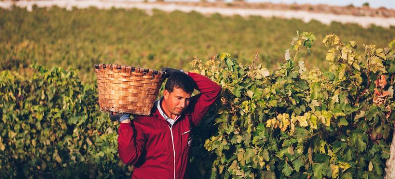 Más de una veintena de bodegas ofrecen actividades específicas de vendimia en la Ruta del Vino Ribera del Duero