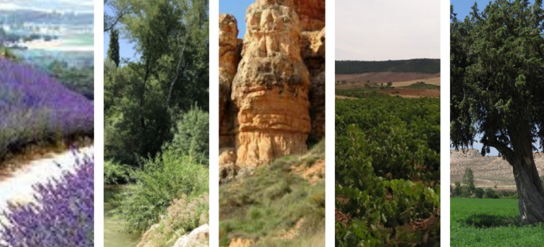Ruta Vino Ribera Duero