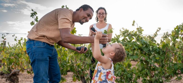 La vendimia mantiene a octubre como el mes más atractivo para visitar la Ruta del Vino Ribera del Duero