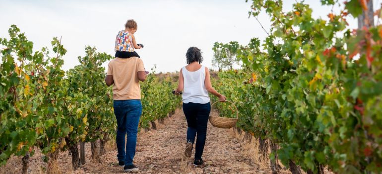 La Ruta del Vino Ribera del Duero aumenta en un 43% las visitas con respecto al año anterior