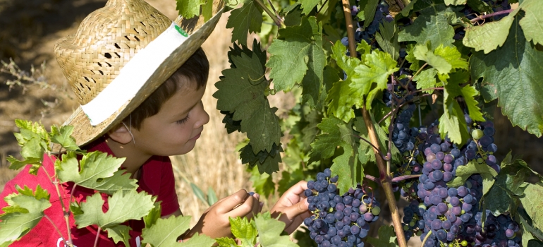 La Ruta del Vino Ribera del Duero crece y diversifica su oferta