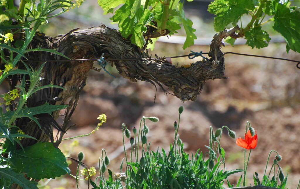 La Denominación de Origen Ribera del Duero reúne características de suelo y climatología muy aptas para la viticultura ecológica