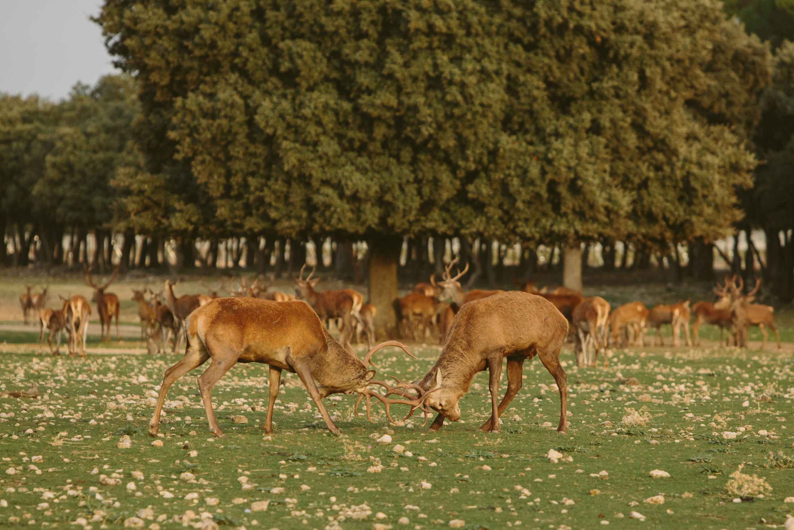 Naturaleza en directo- Bodegas Arzuaga