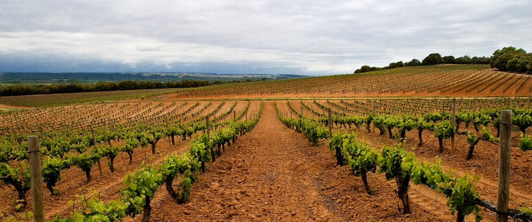 Bodegas Pradorey